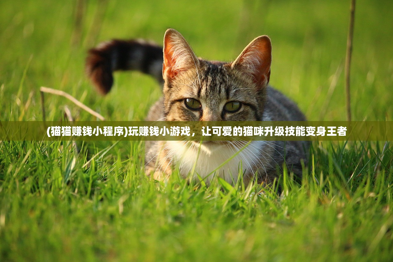 (猫猫赚钱小程序)玩赚钱小游戏，让可爱的猫咪升级技能变身王者