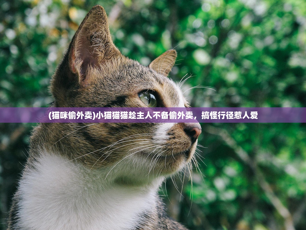 (猫咪偷外卖)小猫猫猫趁主人不备偷外卖，搞怪行径惹人爱