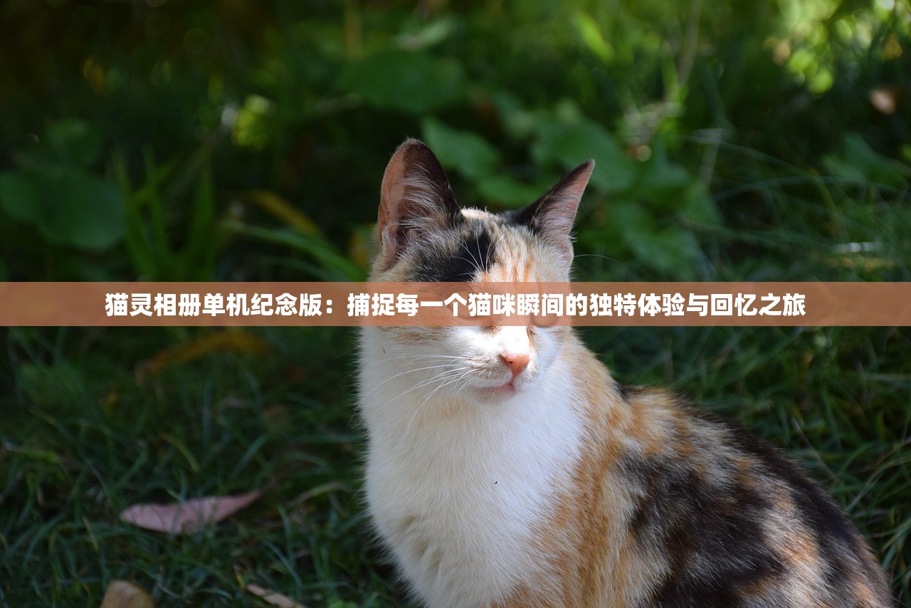 猫灵相册单机纪念版：捕捉每一个猫咪瞬间的独特体验与回忆之旅